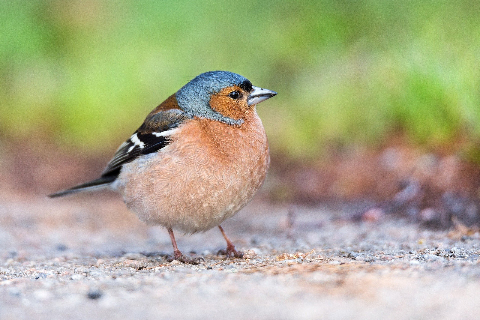 Um Vögel in der Brutzeit zu schützen ist ein Heckenschnitt während der Vegetationsruhe zwischen November und März zu empfehlen