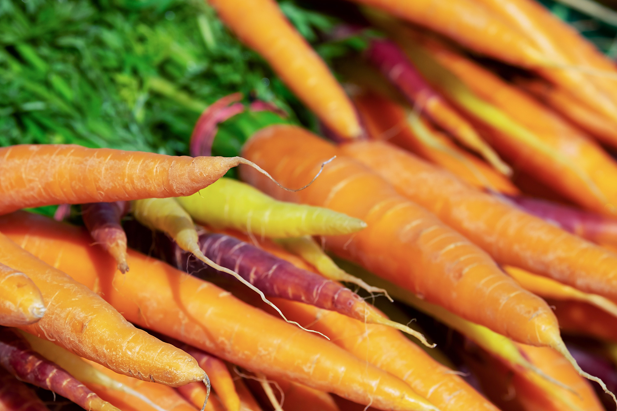 Was gibt es besseres als frisches, biologisches Gemüse aus dem eigenen Garten