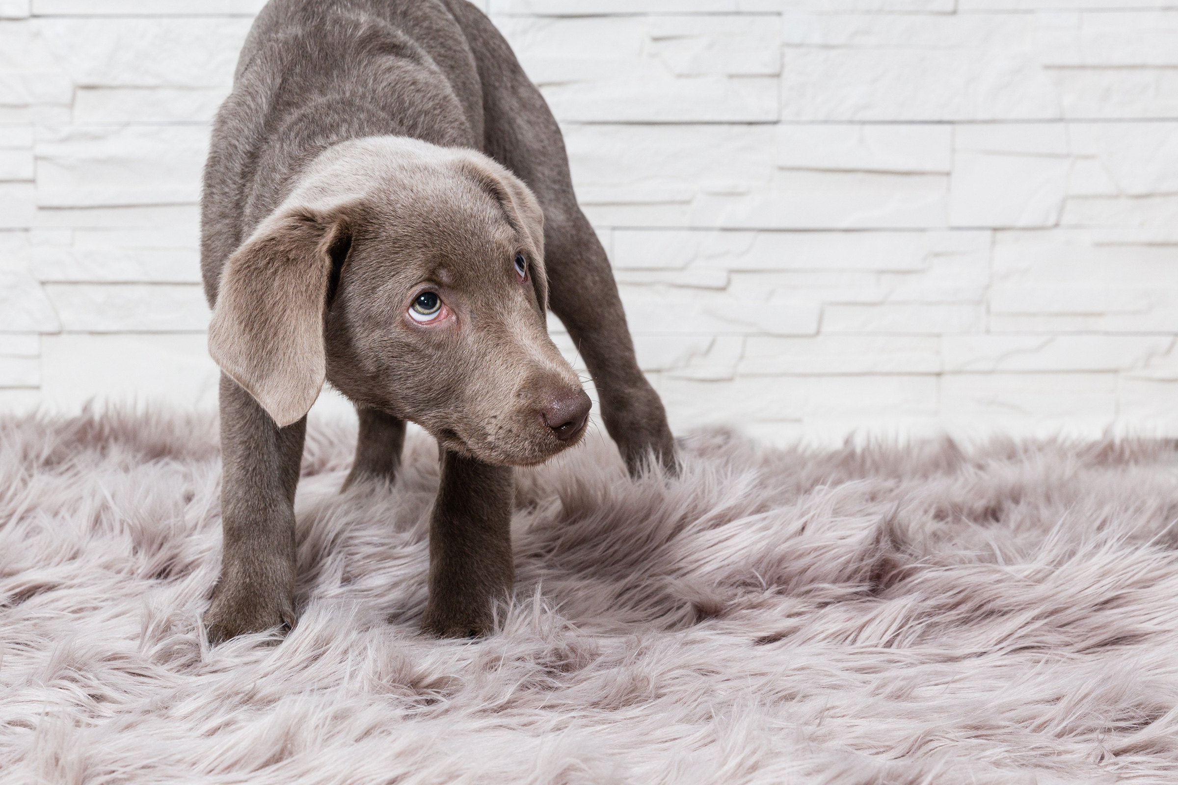 Körperhaltung Hunde - beschwichtigen - unschuldig