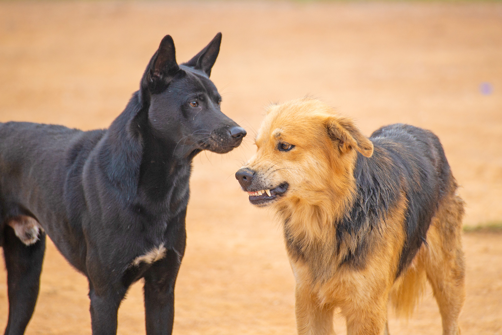 hund warnt artgenossen mit knurren