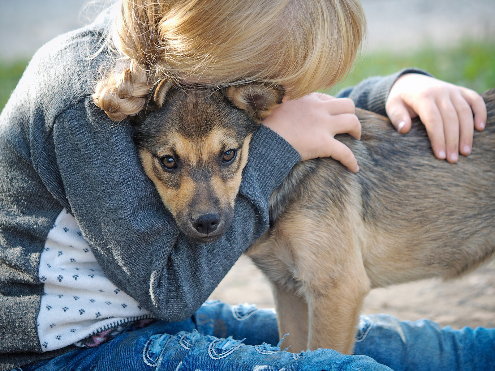 die körperhaltung eines Hundes gilt es zu beachten