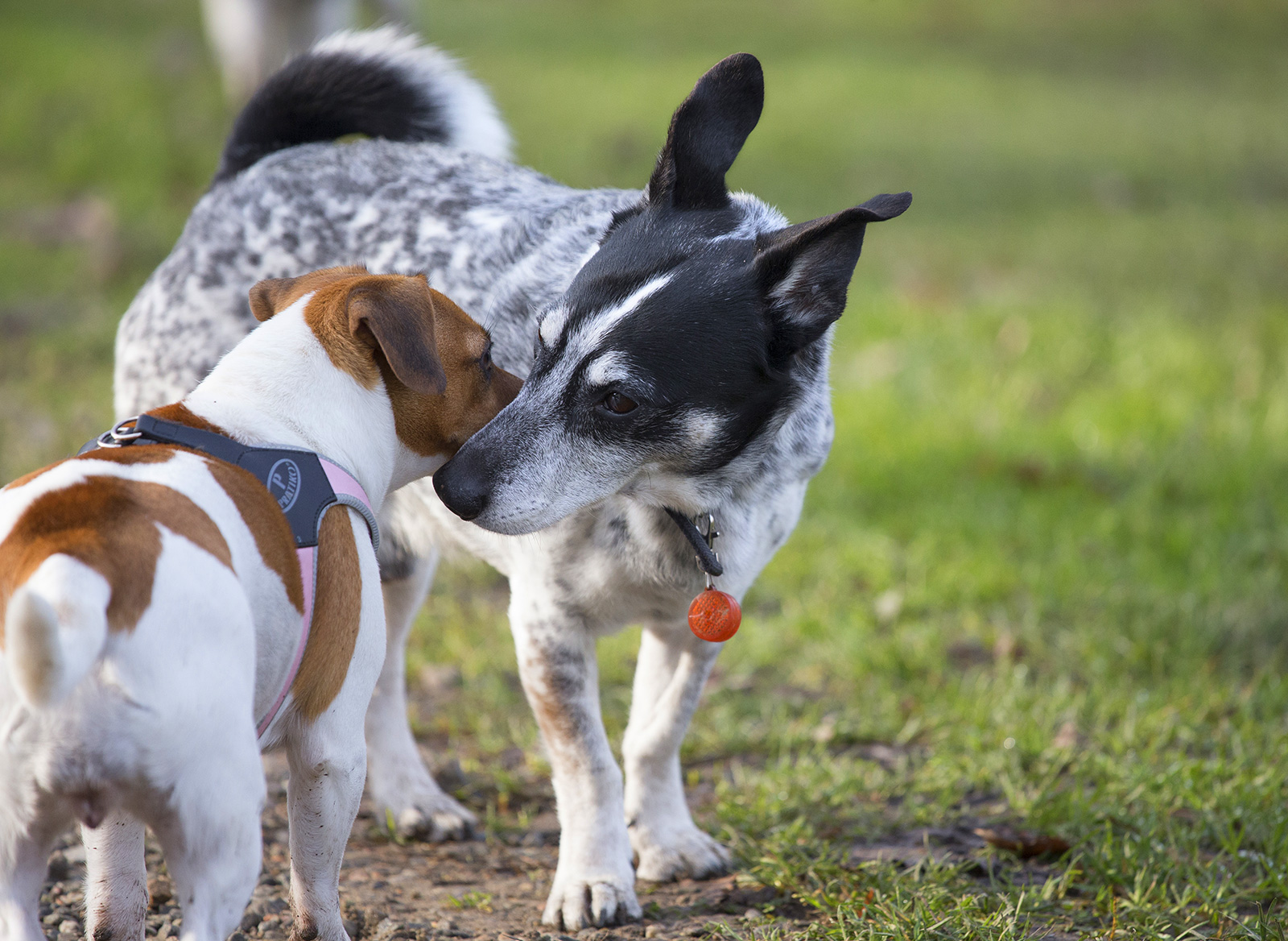 hundehaltung - gut erziehung ist wichtig
