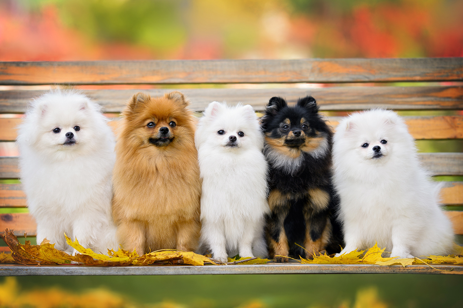 Zwergspitz oder Pomeranian