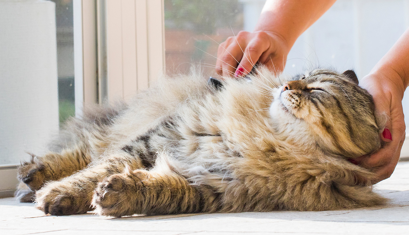 langhaar katzen benötigen viel fellpflege