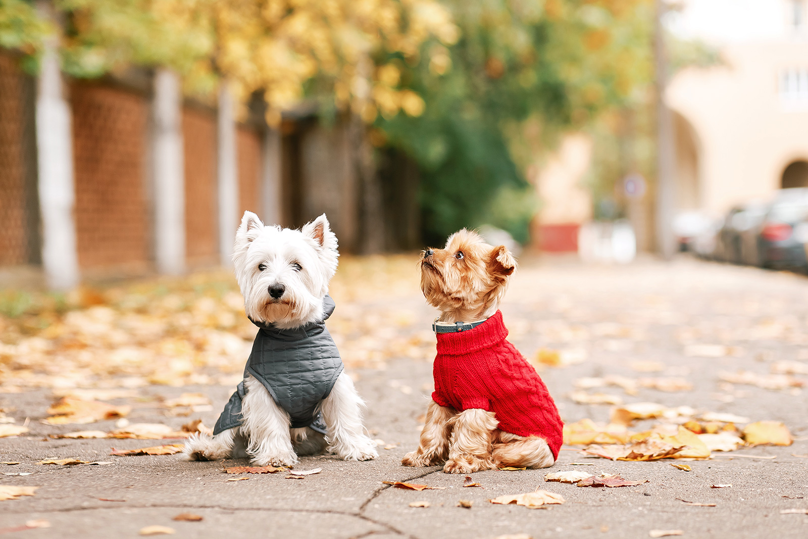 hundemantel
