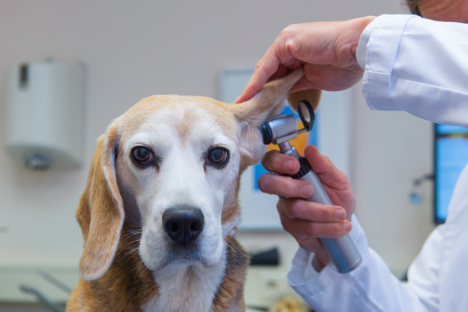 ohrenentzündungen bei hunden