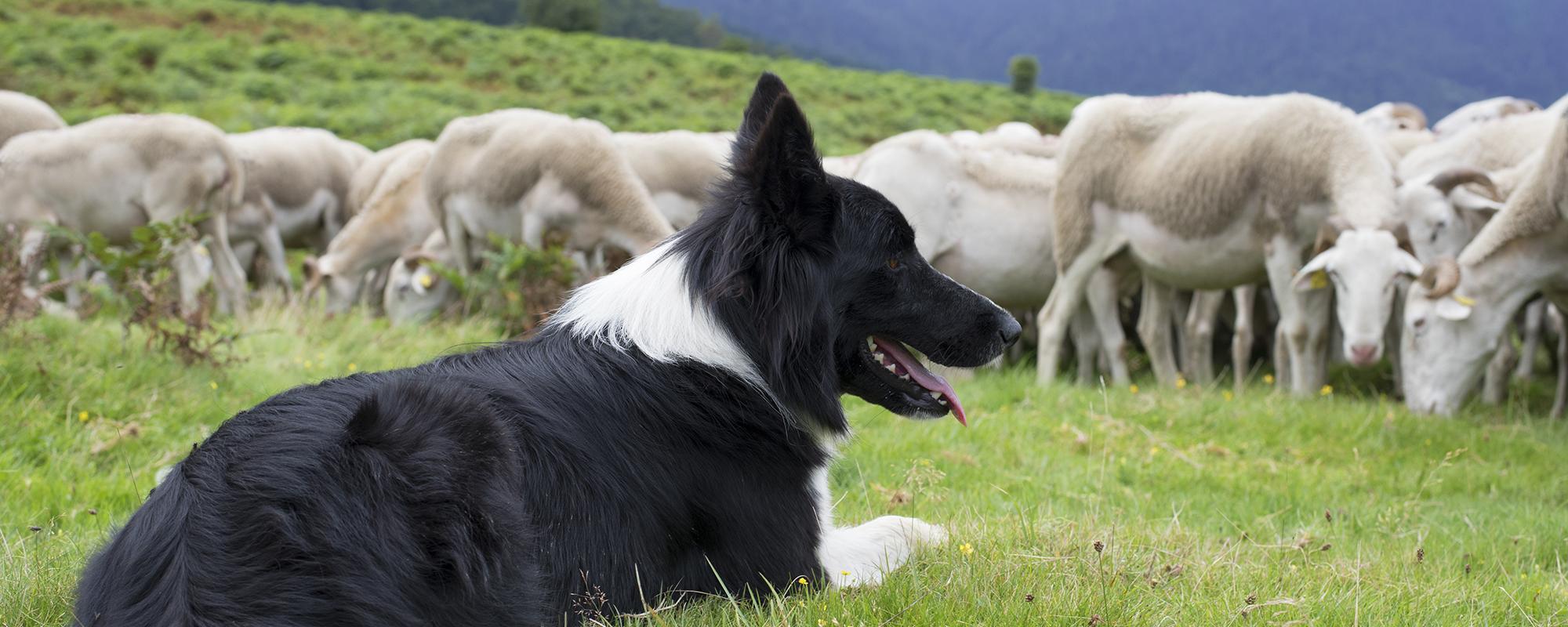 BorderCollie Border Collie beim hüten einer Schafherde