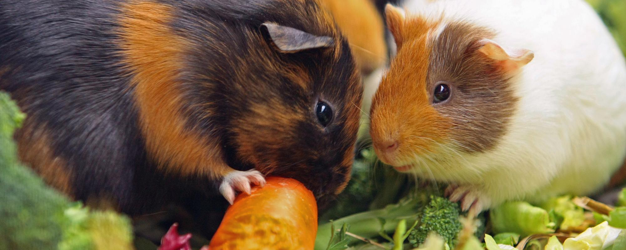 ernährung von meerschweinchen ernährung von meerschweinchen