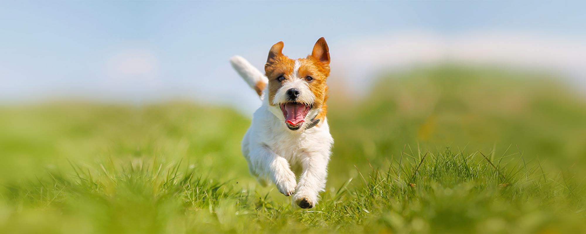 hund ratgebermagazin Hunde