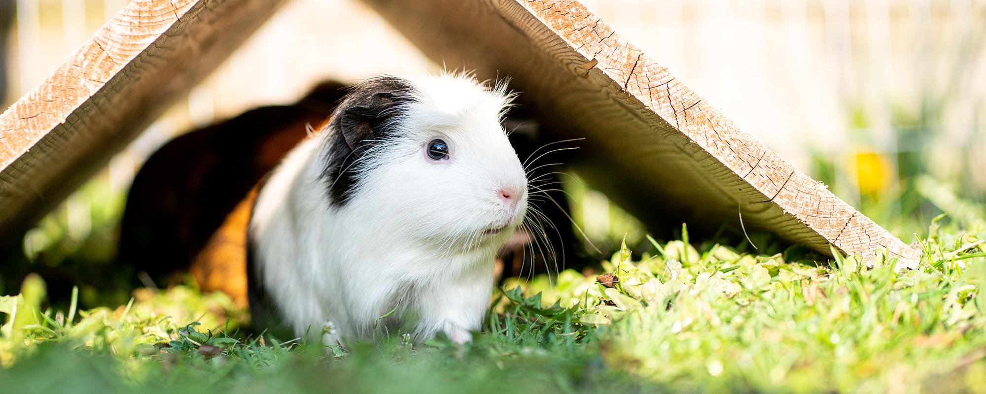 halten von meerschweinchen meerschweinchen als haustiere