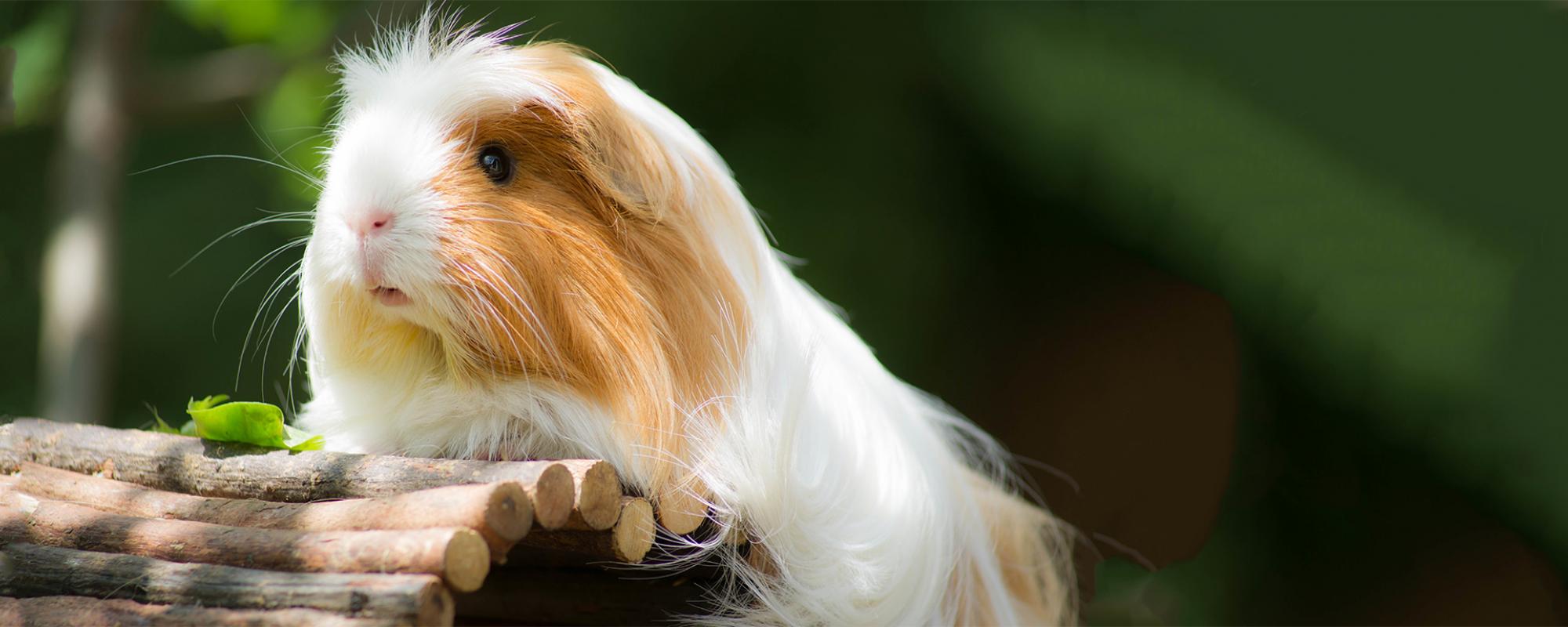 meerschweinchen halten meerschweinchen halten
