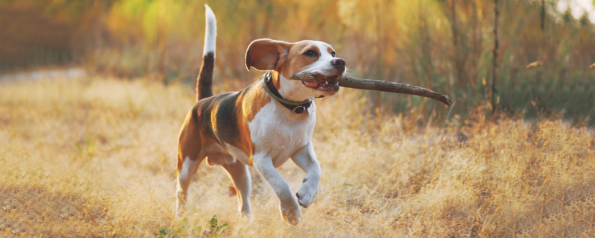 Beagle