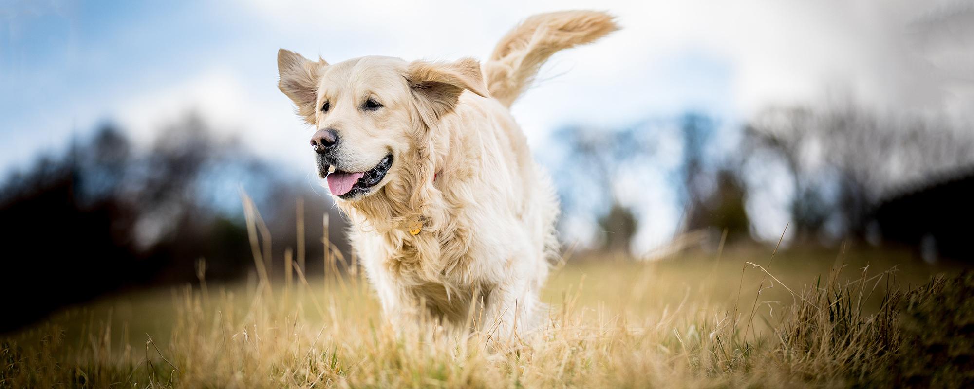 Golden Retriever