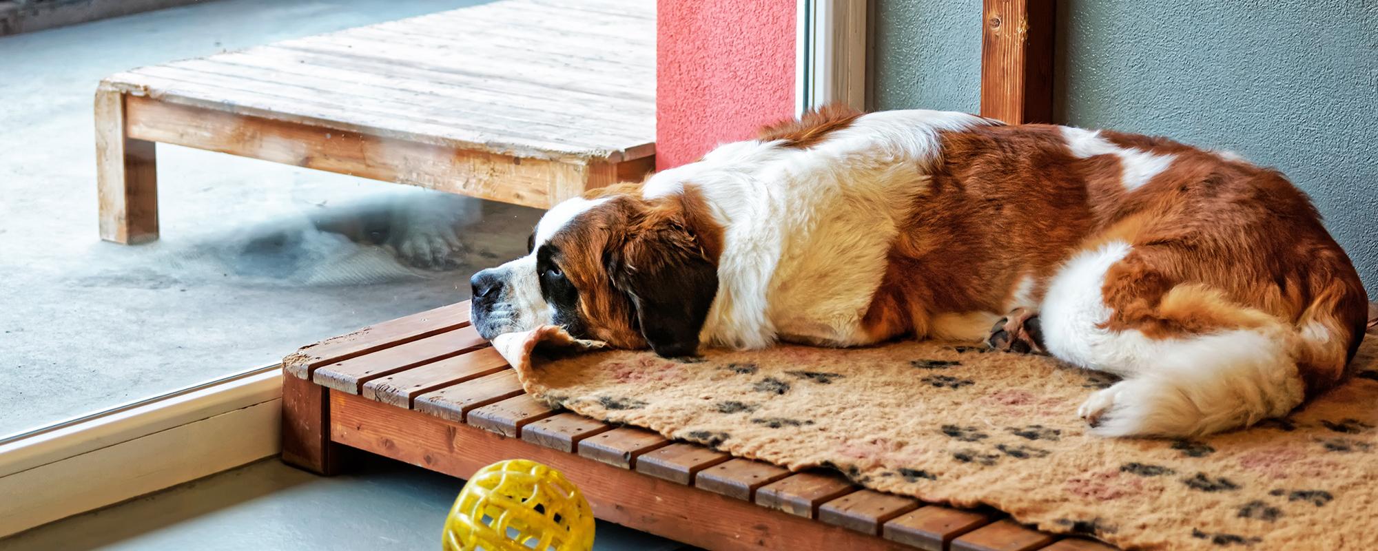 Hund in der Tierpension Rechtsfragen rund ums Tierheim