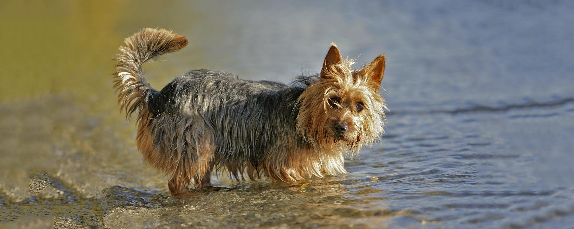 australien terrier