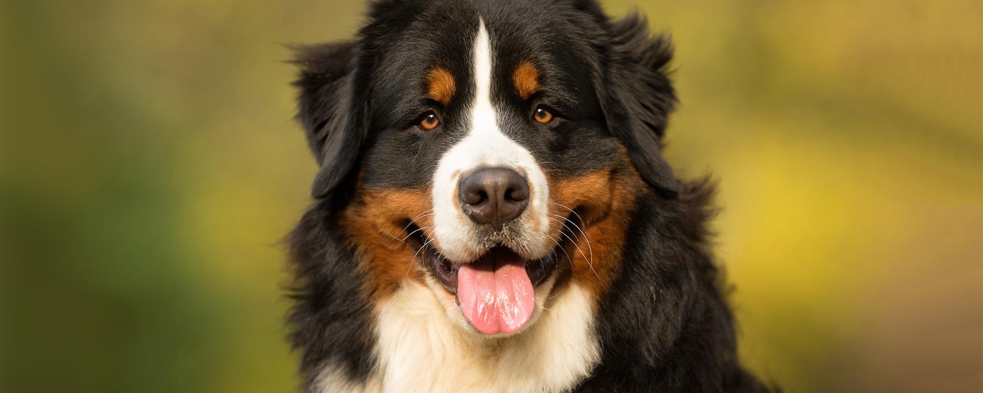 Berner Sennenhund