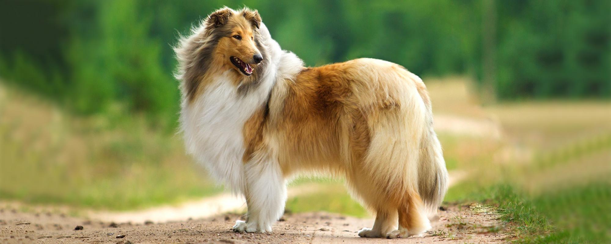 Collie Rough