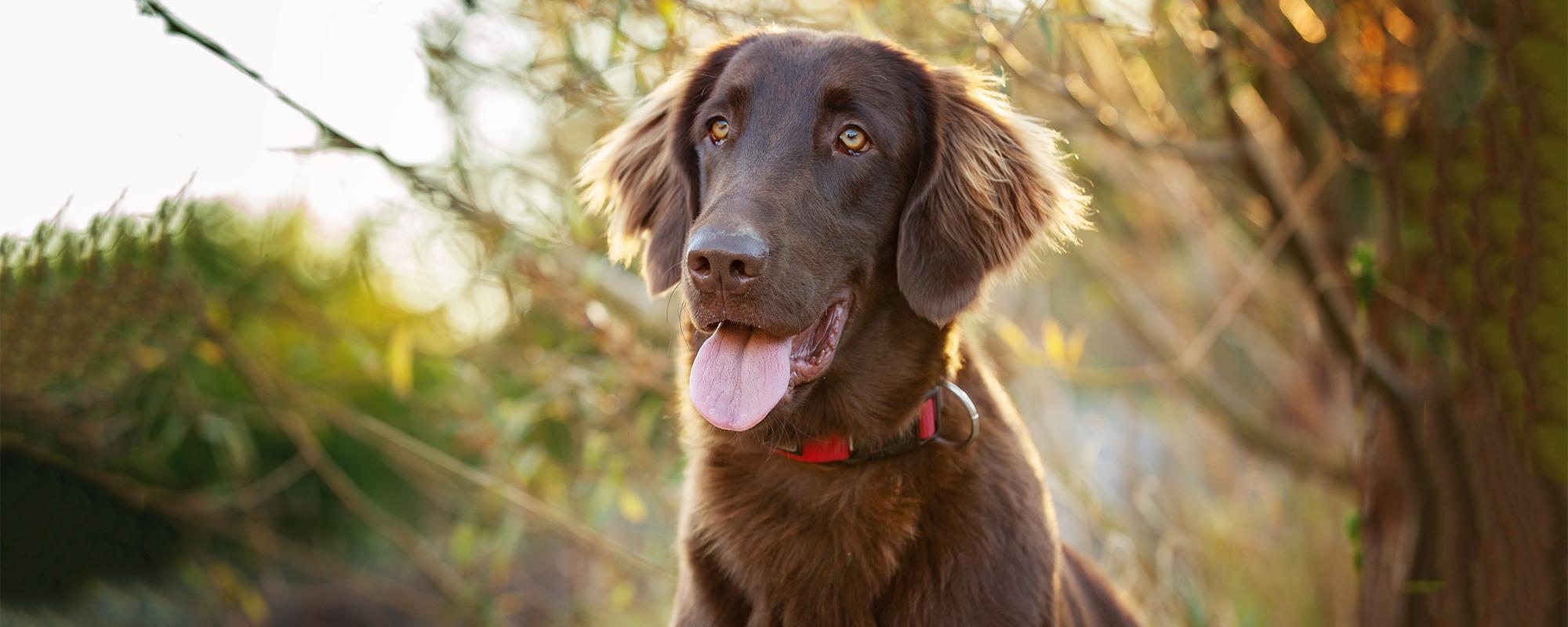 Flatcoated Retriever