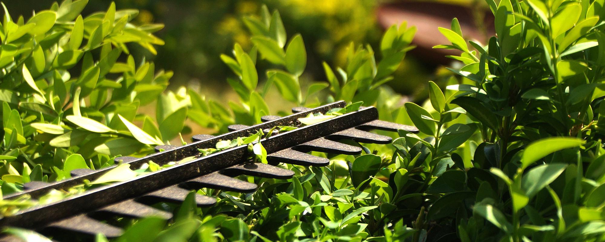 Hecke schneiden