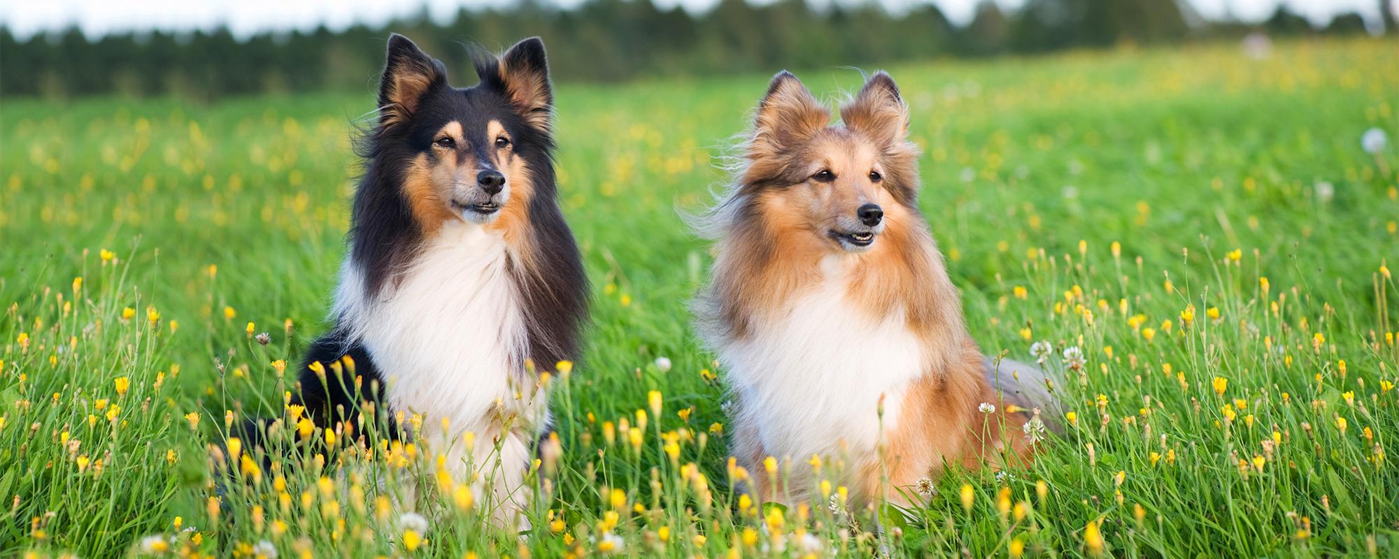 Shetland Sheepdog
