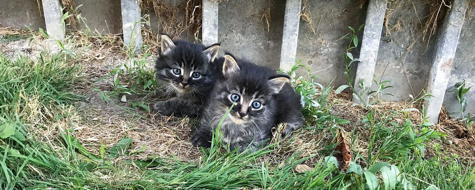 SUST Streunerkatzen Katzenkinder sind süss, zweifelsfrei. Doch es kann längst nicht für alle ein gutes Zuhause gefunden werden.