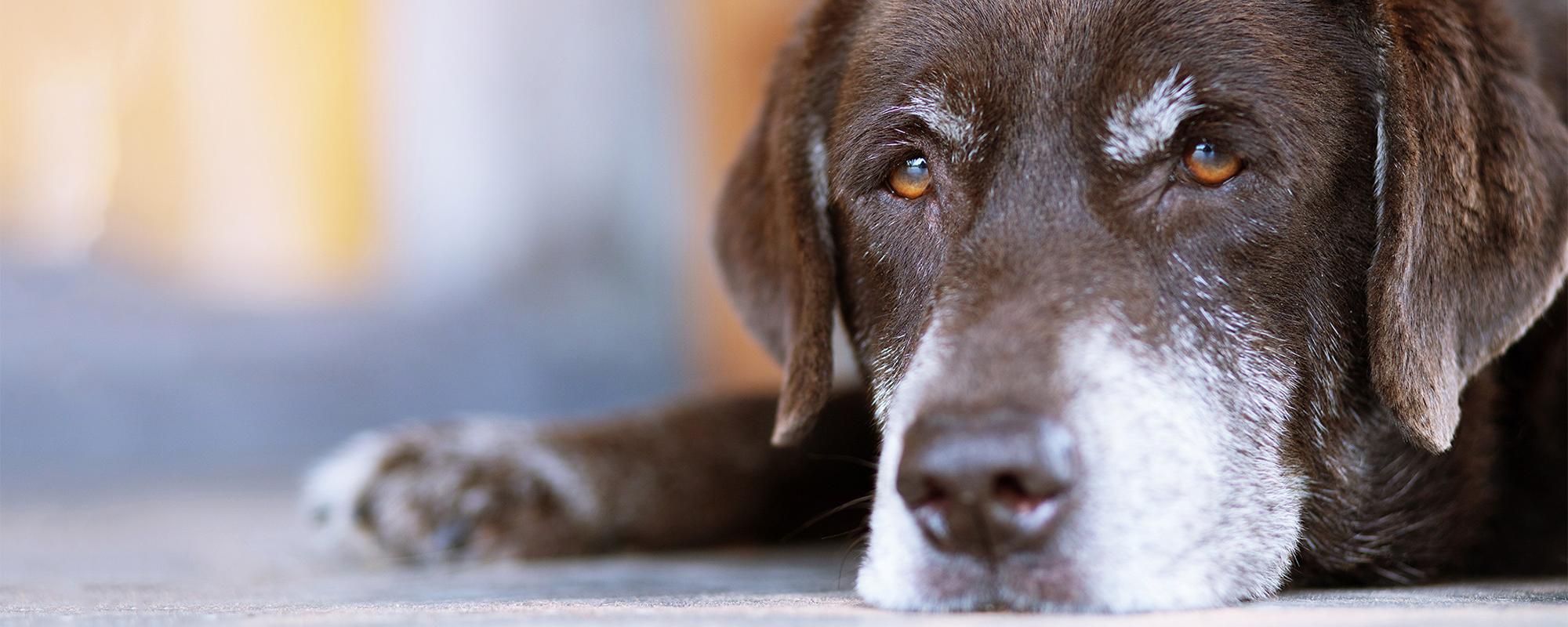 alter hund alter hund - was gibt es zu beachten