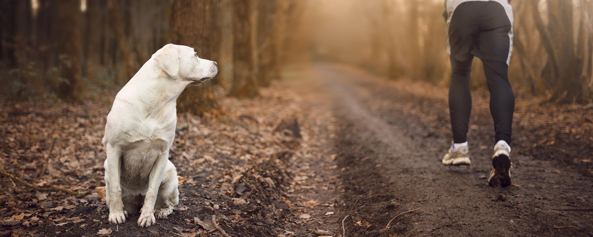 hund jogger im wald viele Menschen haben Angst vor Hunden - Verhaltenstipps