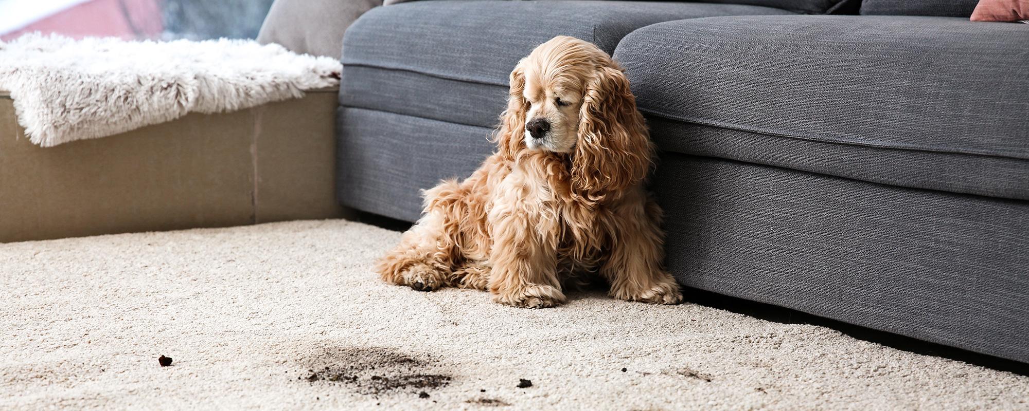 Hund mit schmutzigem Teppich wer haftet wenn ein Haustier einen Schaden verursacht