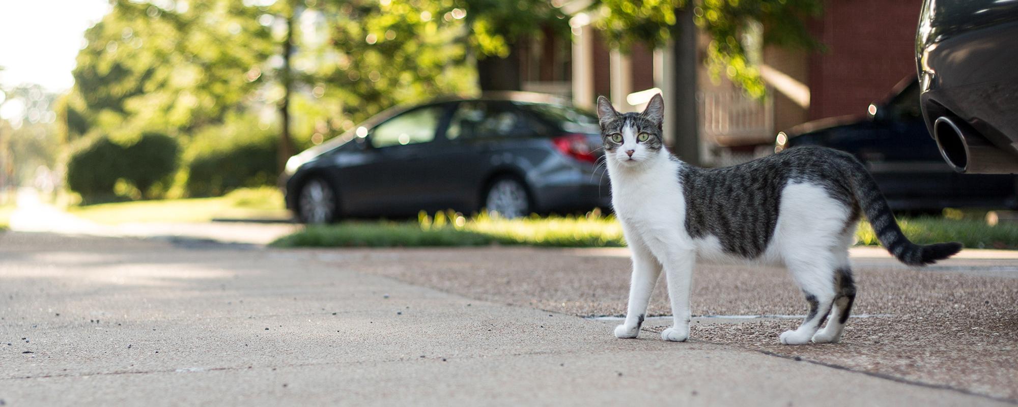 katze auf strasse verkehrsunfälle mit haustieren - was ist zu tun?