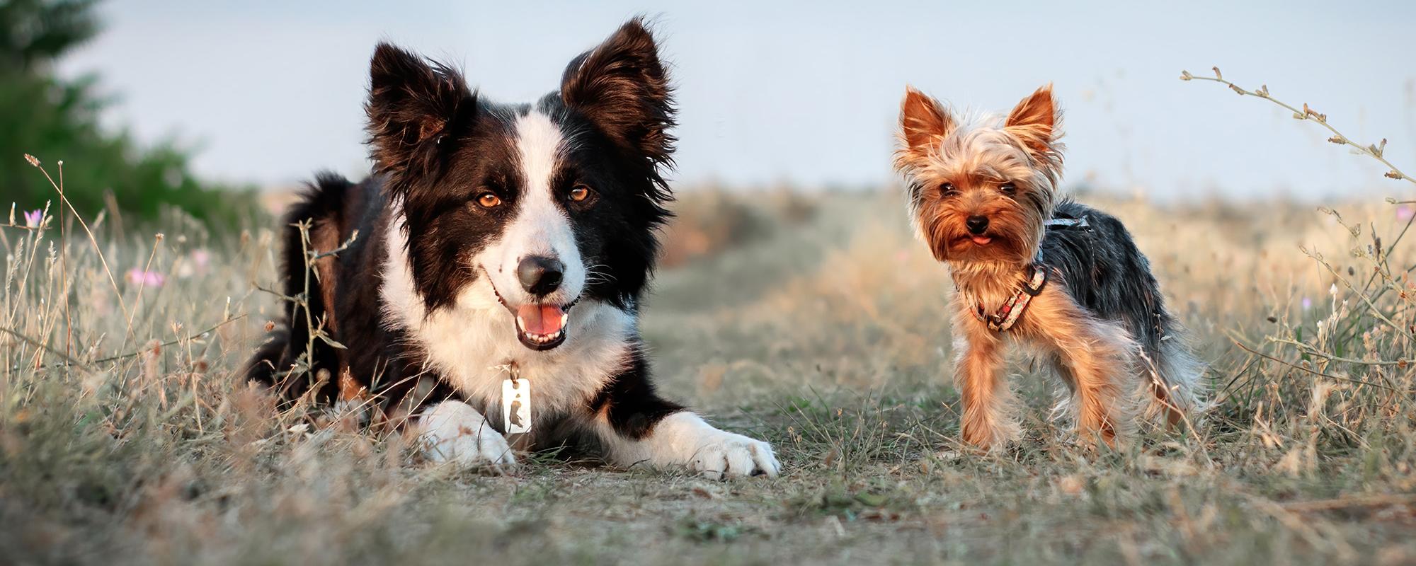kleiner oder grosser Hund Grosser oder kleiner Hund kaufen – eine Entscheidungshilfe