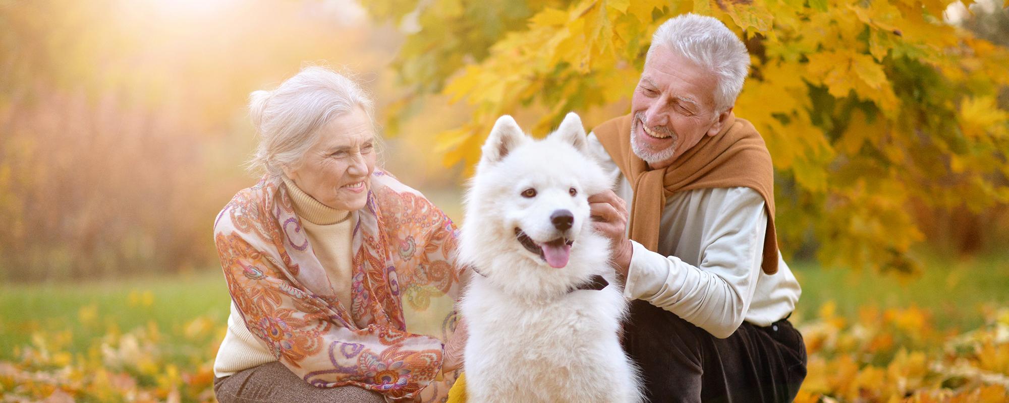 senioren mit hund können Tiere erben oder vererbt werden?