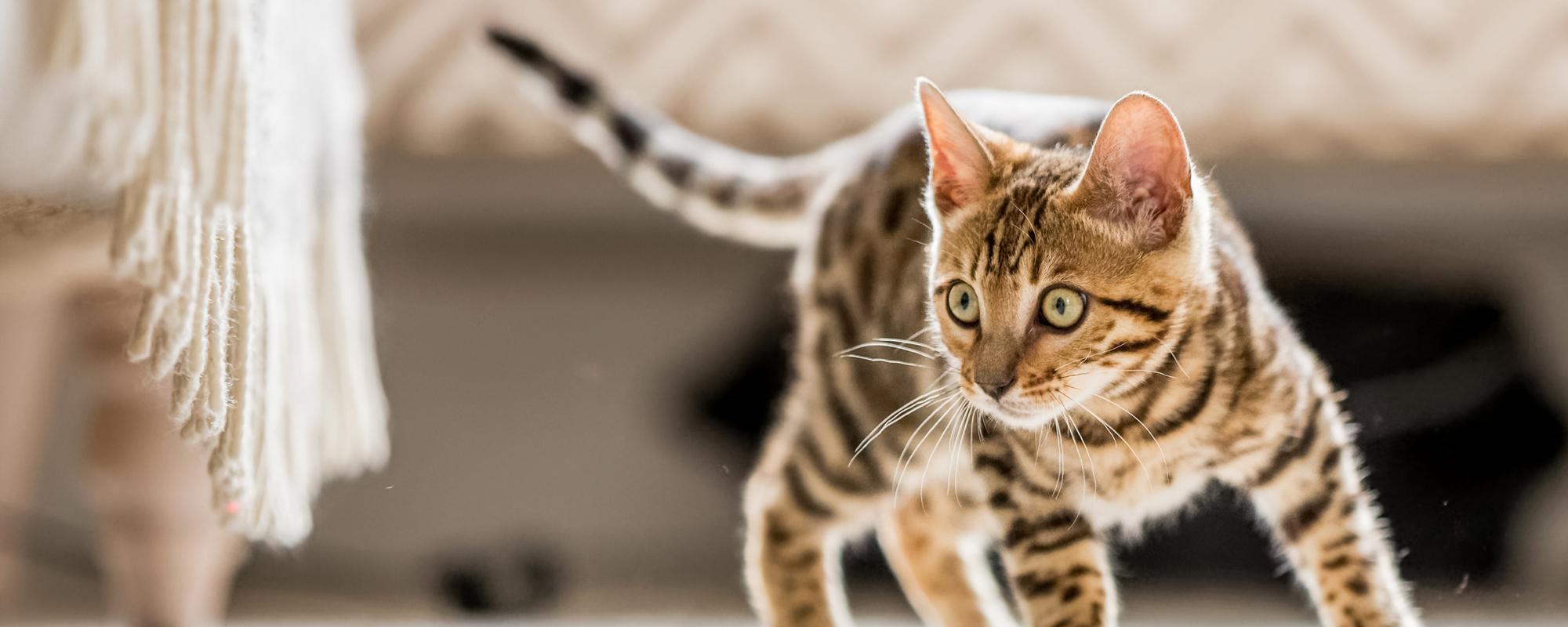 bengal katze Das sollte man beim Kauf einer Rassekatze beachten