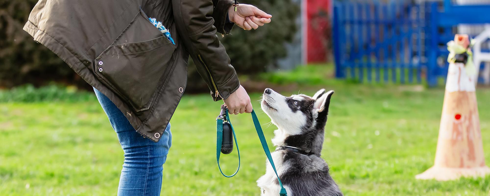 hund in hundeschule hund in hundeschule