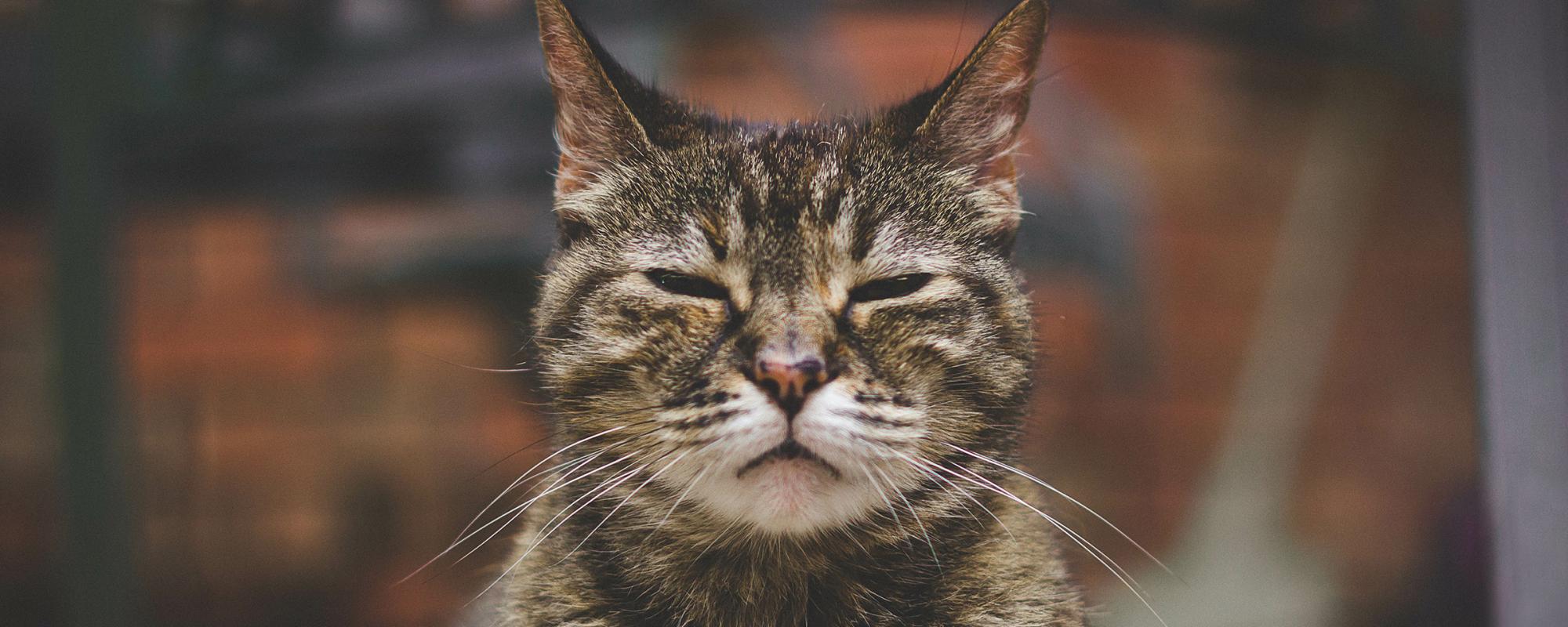alte katze