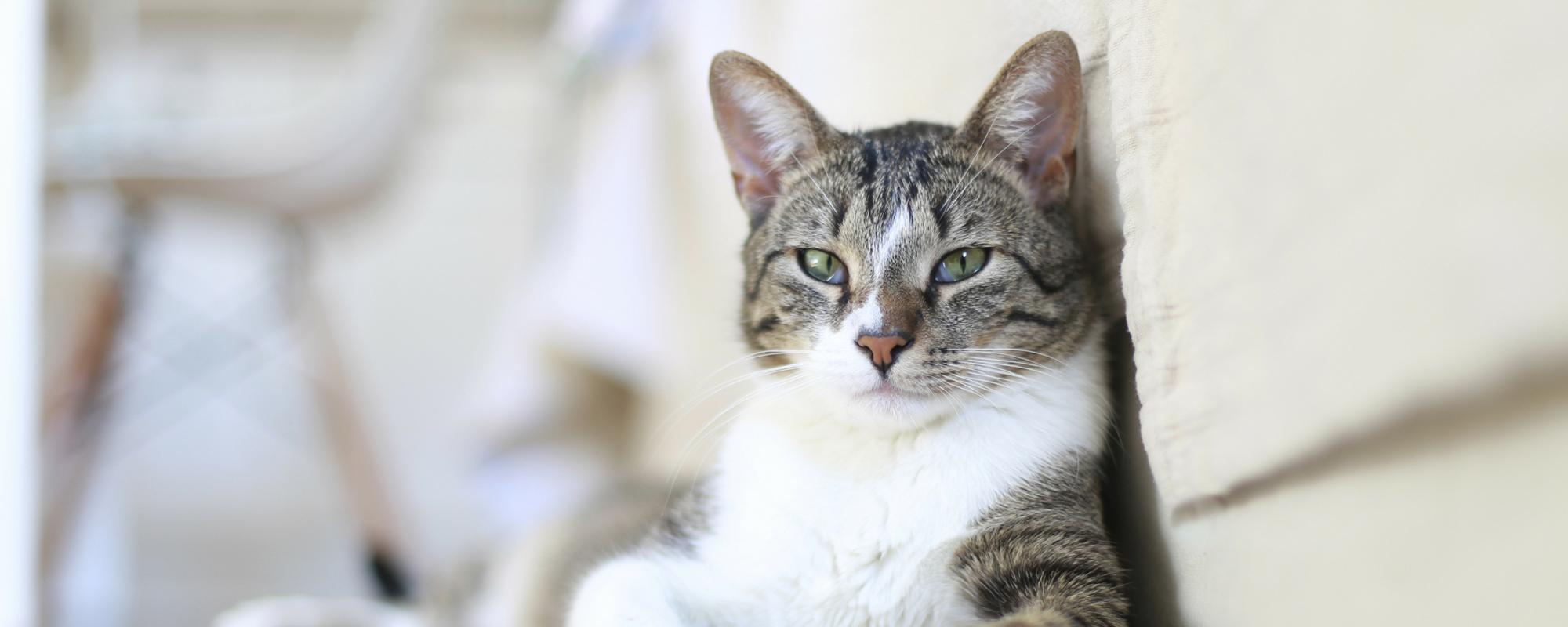 katze auf sofa Verhaltensweisen von Katzen erklärt