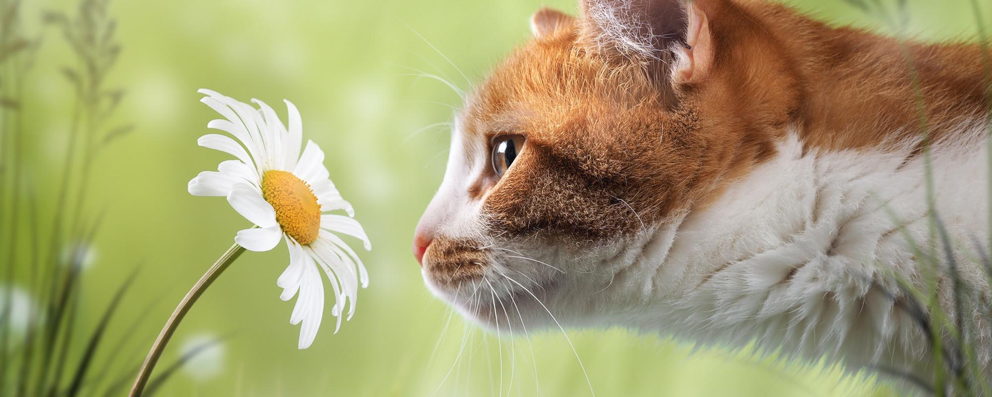 katze schnüffelt an blume