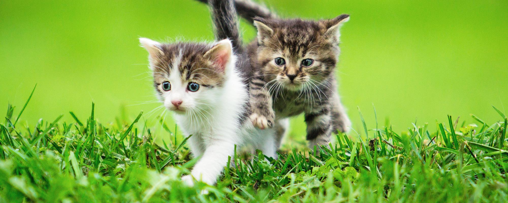 katzenbabys Entwicklung und Sozialisation von katzenkinder