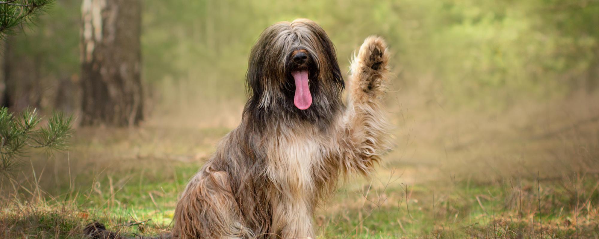 Berger de Brie (Briard) Hunderasse Berger de Brie (Briard) Portrait