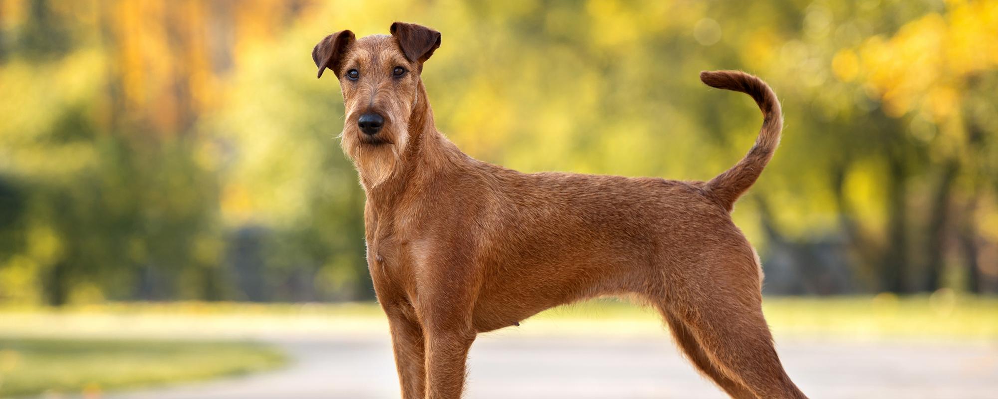 irish terrier Hunderasse Irish Terrier Rasseportrait