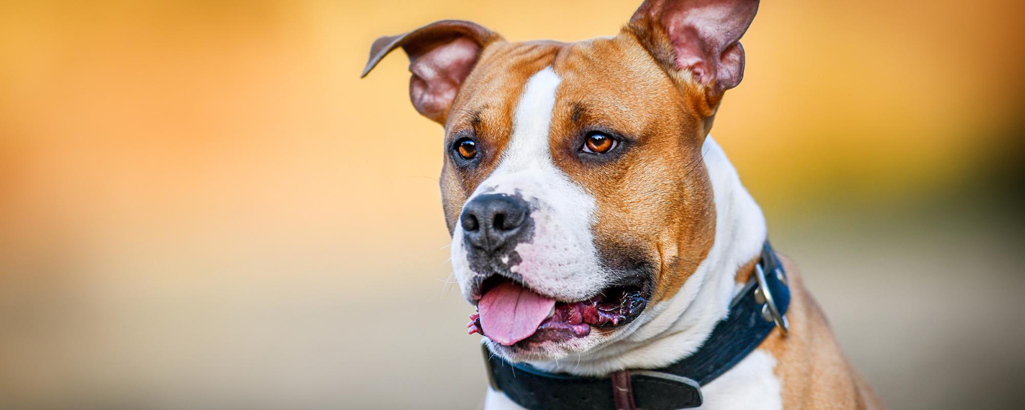 american-staffordshire-terrier Listenhunde in der Schweiz - Gesetzgebung