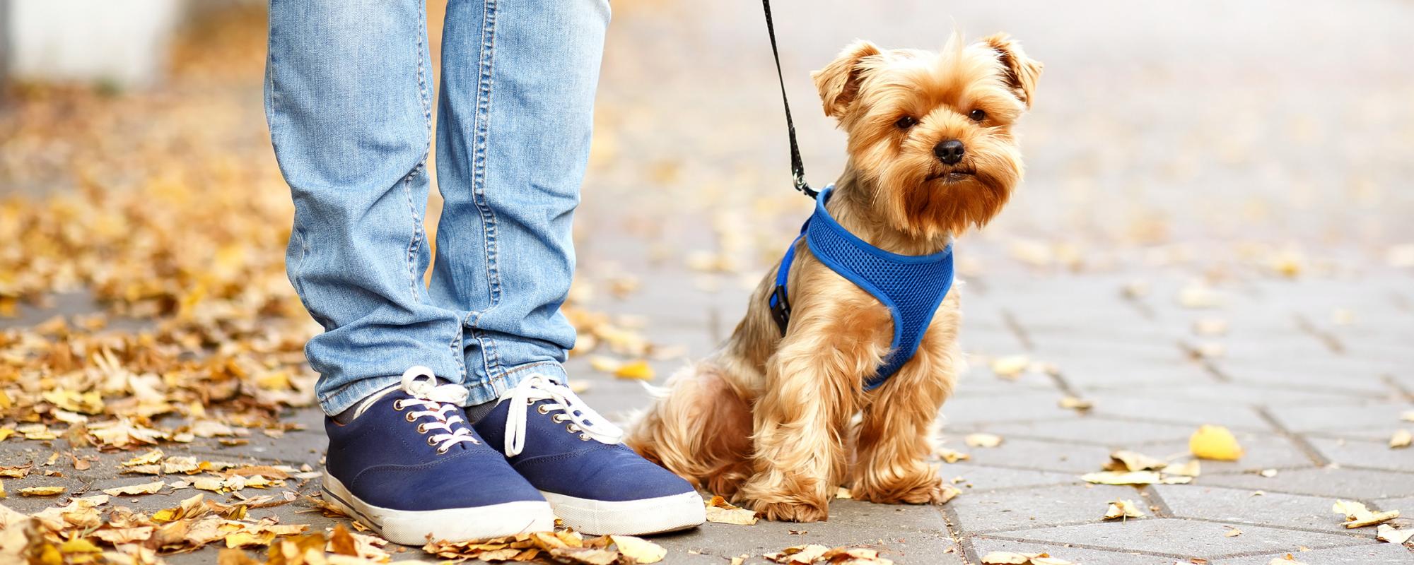 kleiner-hund-an-leine-fuss was ein Hund erlernen sollte
