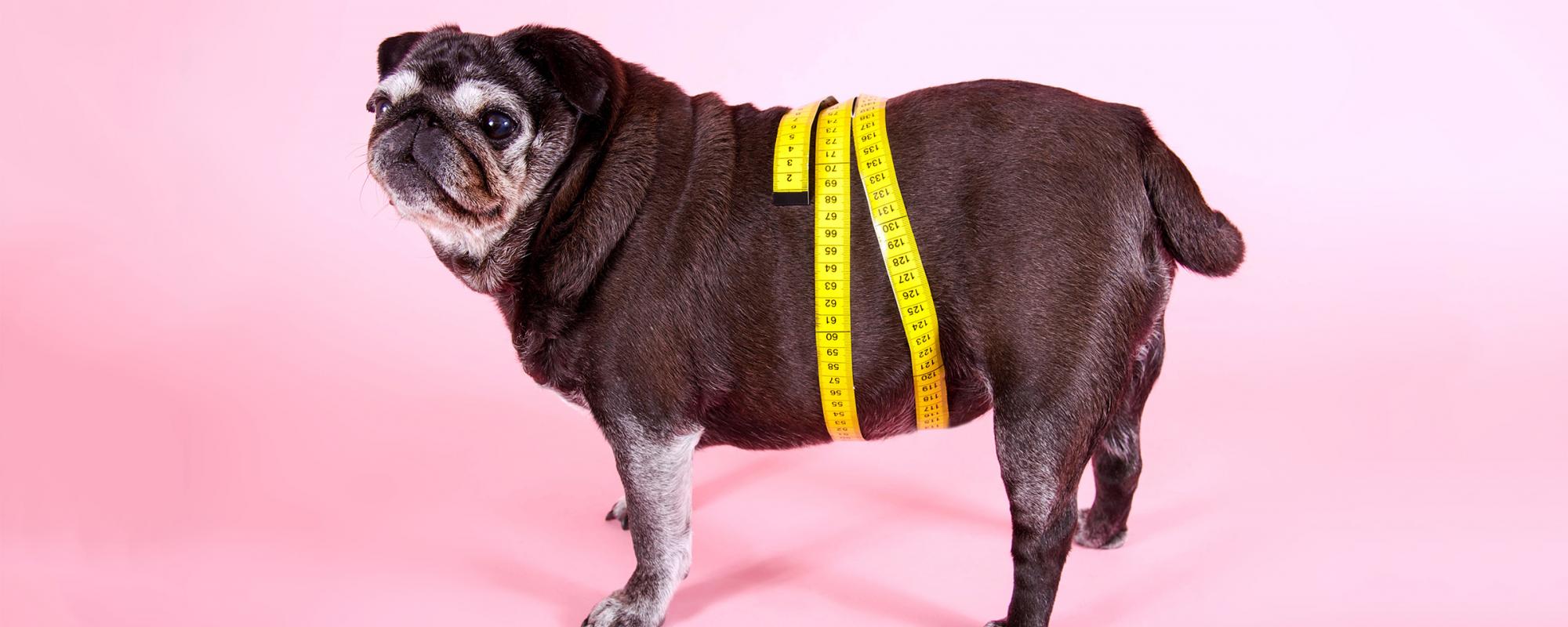 uebergewicht beim hund übergewicht bei haustieren hund und katze