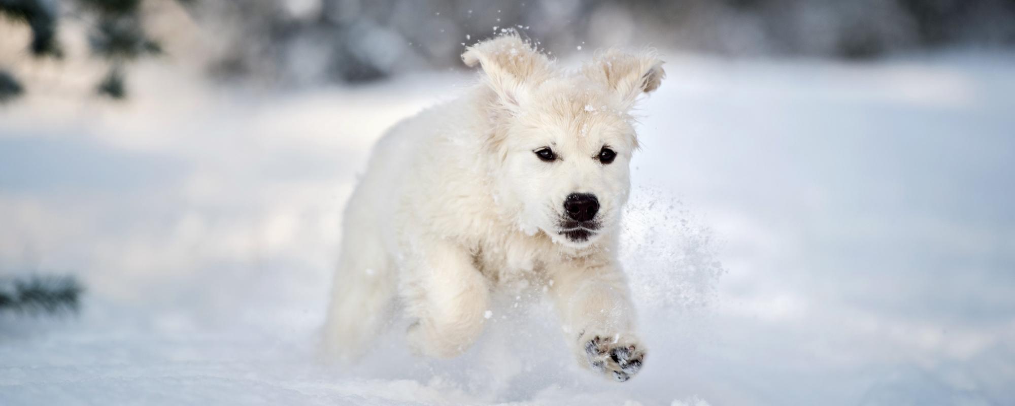 winterwelpe im winter geborene welpe
