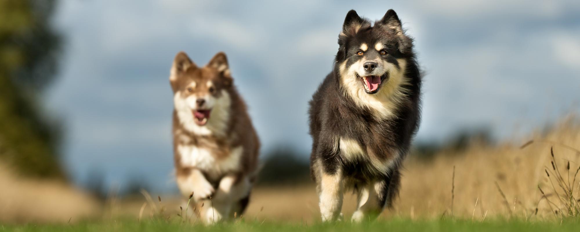 finnischer lapphund finnischer lapphund - Suomenlapinkoira