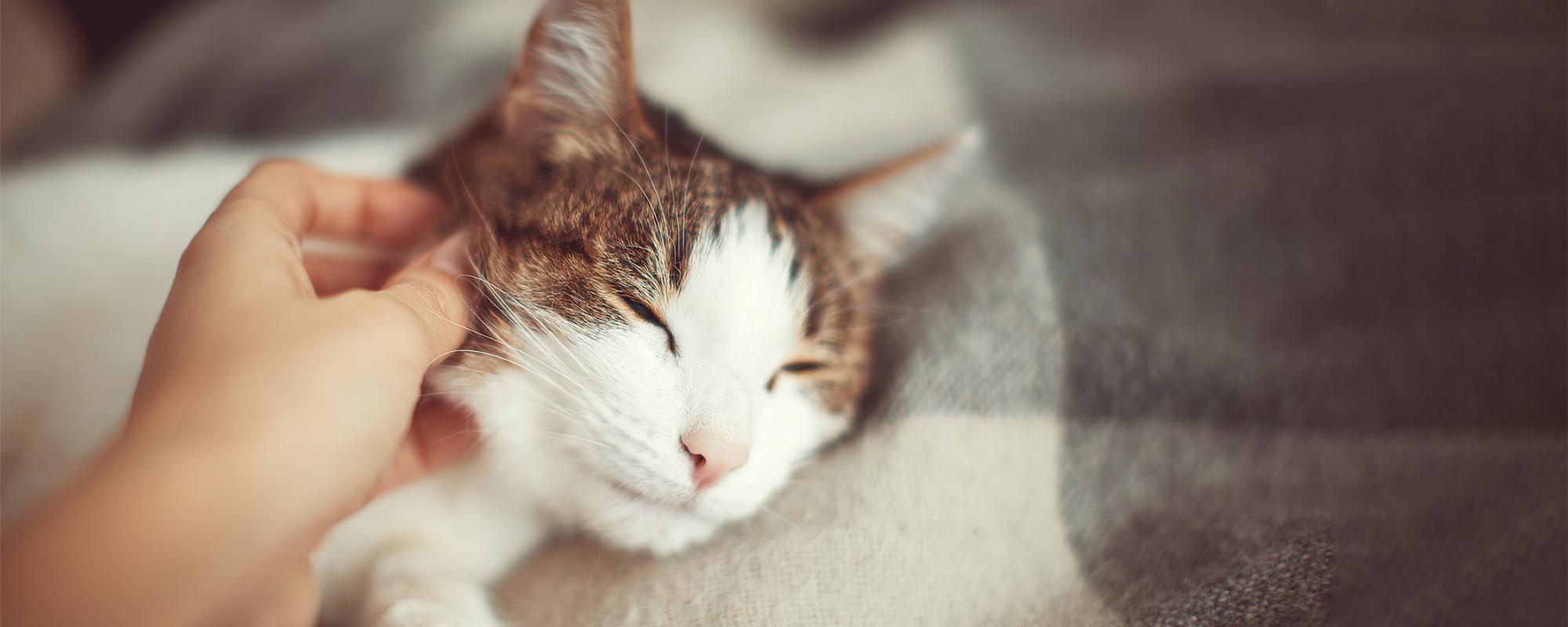 katze-streicheln katzen lieben es gestreichelt zu werden