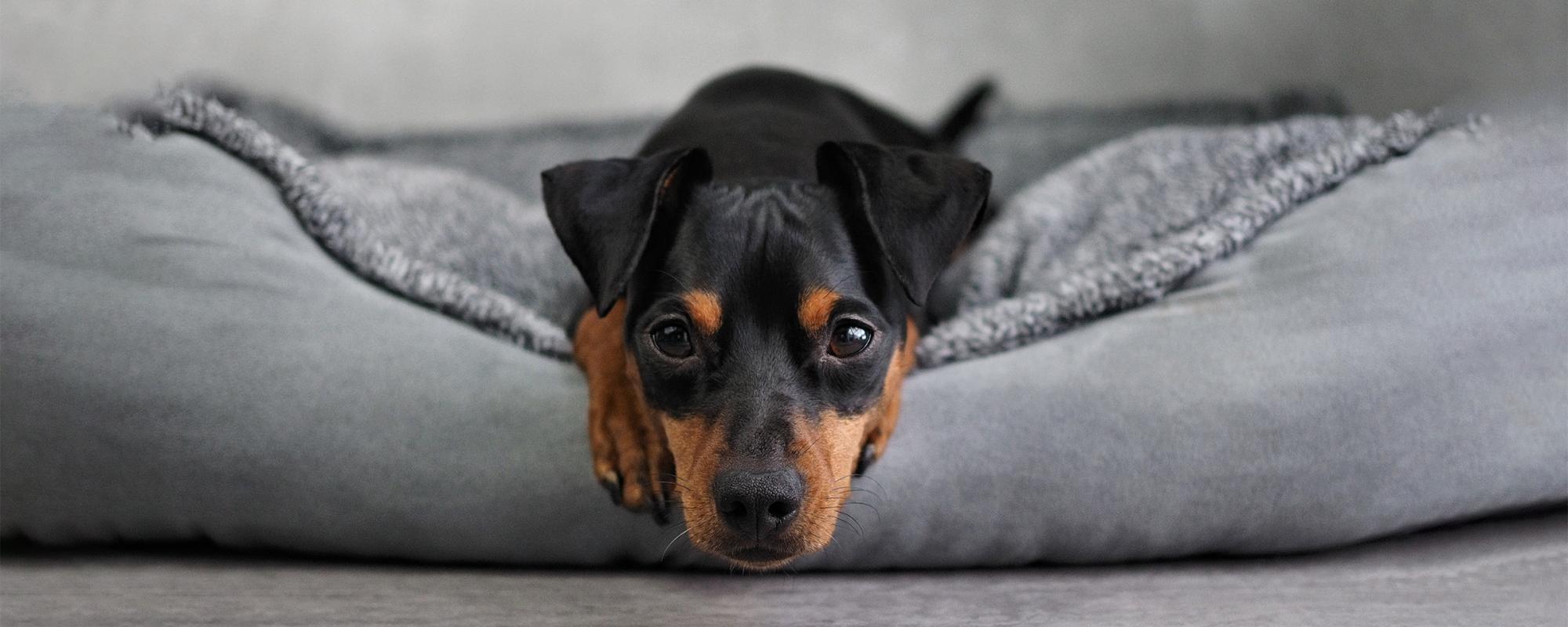 hund-erbkrankheiten hund mit erbkrankheit