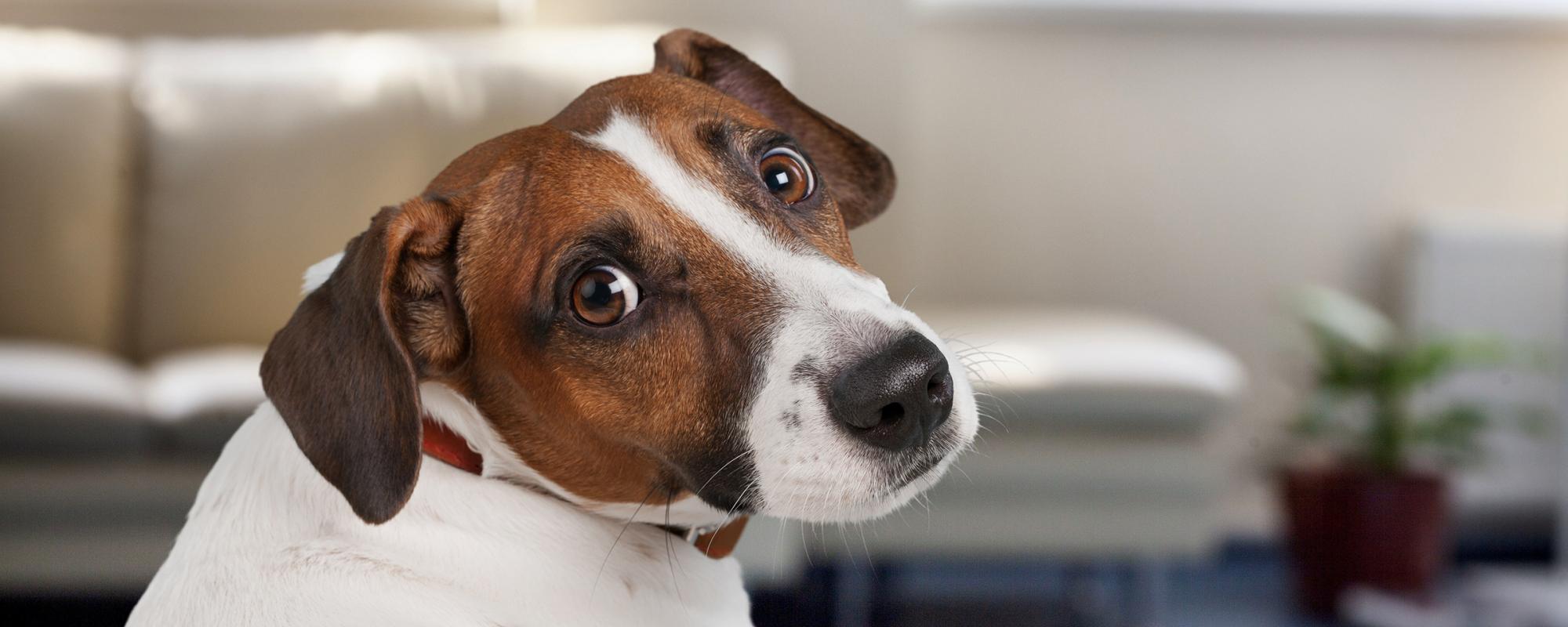 hund-schaut-unschuldig