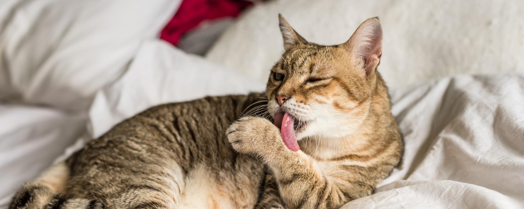 katze-fellpflege katzen verbringen viel Zeit mit der Fellpflege