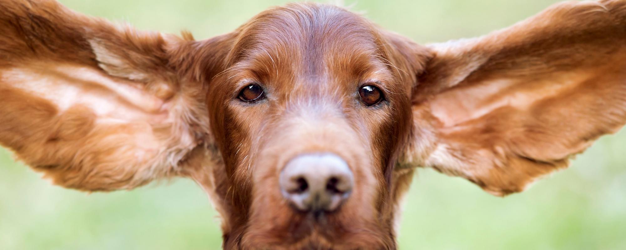 hundeohren-irish-setter ohrenentzündungen bei hunden