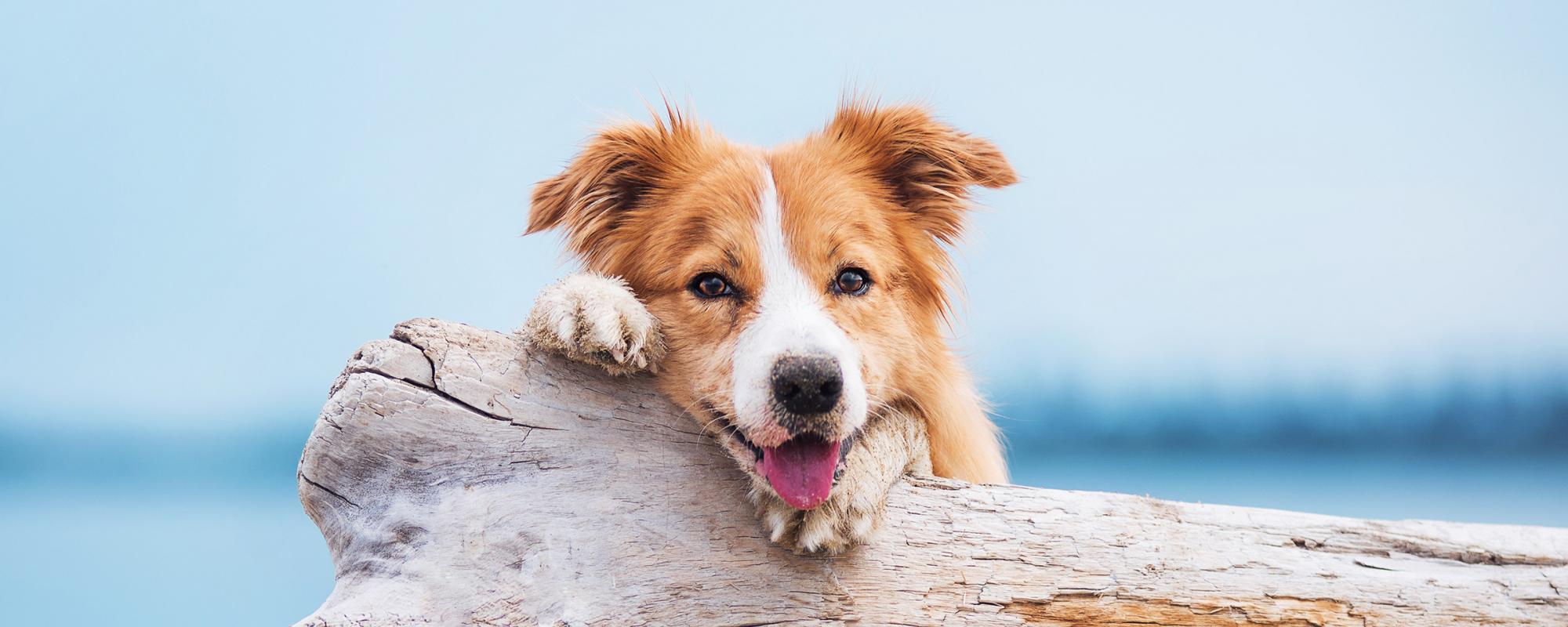pubertaet-bei-hunden Die Pubertät von Hunden - so gehen Hundehalter am Besten damit um
